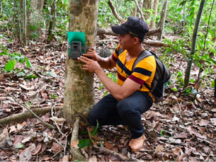 42 mammals spotted and identified through camera traps in the Pando region of the Amazon Rainforest