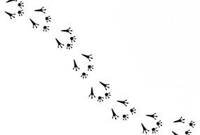 frog footprints-remove-background.com.png
