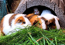 Emma, Tammi, Stella und Lina