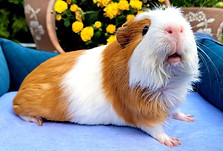 Schweinchen