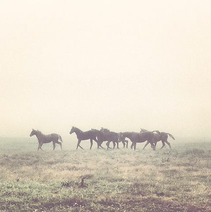 Sunnyside Yearlings_edited_edited.png