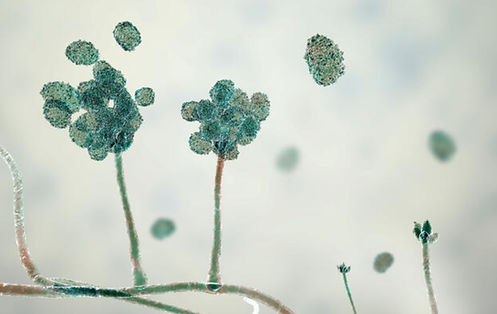 A microscopic, three-dimensional digital illustration of mold structures against a pale, blurred background. The image shows thin, pale green hyphae stalks reaching upward, branching out at the top into clusters of small, rounded, dark green-blue mold spores. Several isolated spores are depicted floating freely in the surrounding space, simulating airborne spore dispersion.