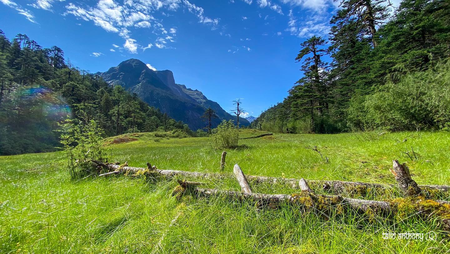 A Mishmi Takin grazing on the slopes of Zawru Valley with forest in the background.