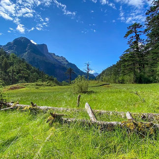 A Mishmi Takin grazing on the slopes of Zawru Valley with forest in the background.