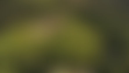 N°108 : LES SECRETS DU DOMAINE DE MORÉ
