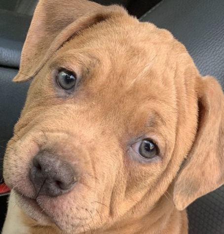 Fawn Merle American Bully