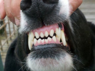 Falleció joven atacado por cinco perros en San Lorenzo