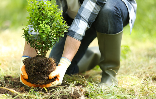 Micocoule Paysage - Plantation d'un arbuste - Conseil et coaching-