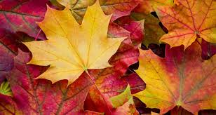 Fall Beauty