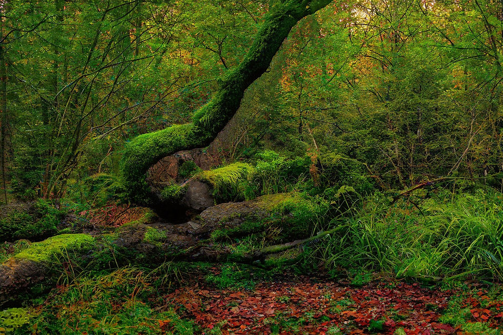 natuurcoaching