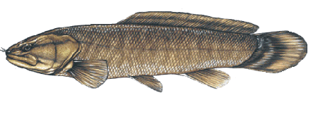 Bowfin.gif