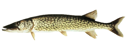 pickerel.gif