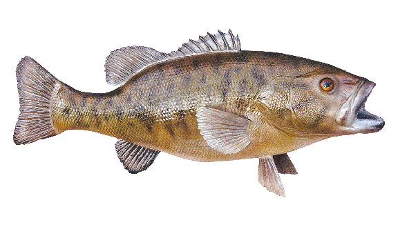Smallmouth_bass.gif