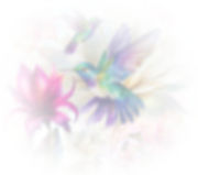 Hummingbird background for Georgie and Lexy pages.