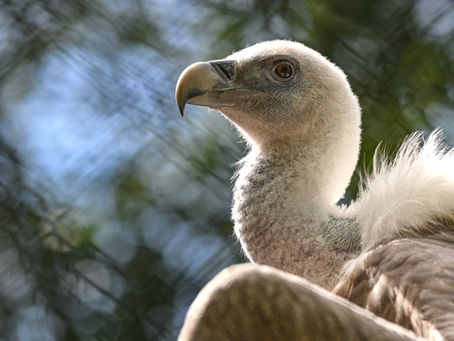 The Clean-up Crew - Vultures