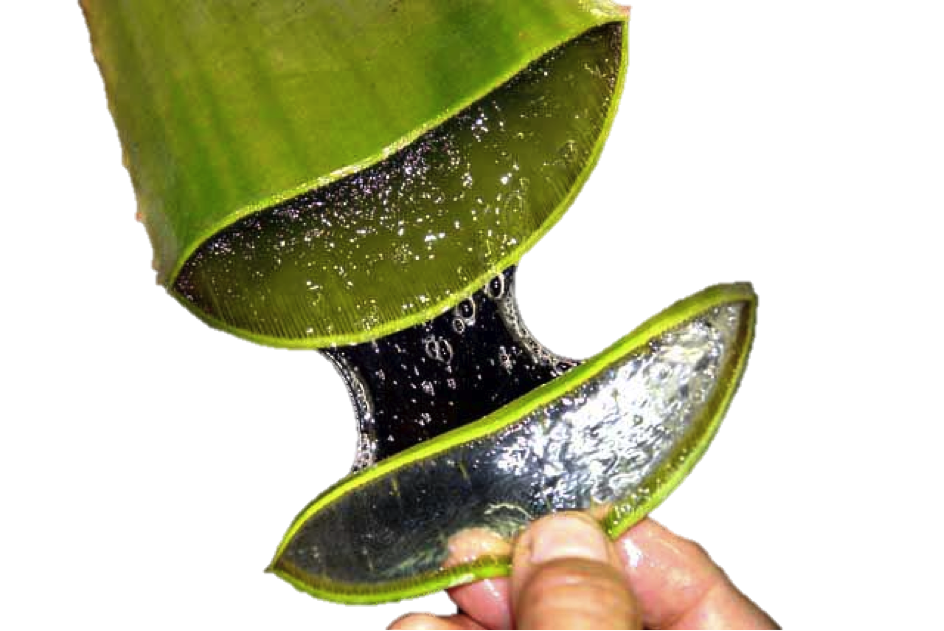 Pulpe d'Aloe Vera