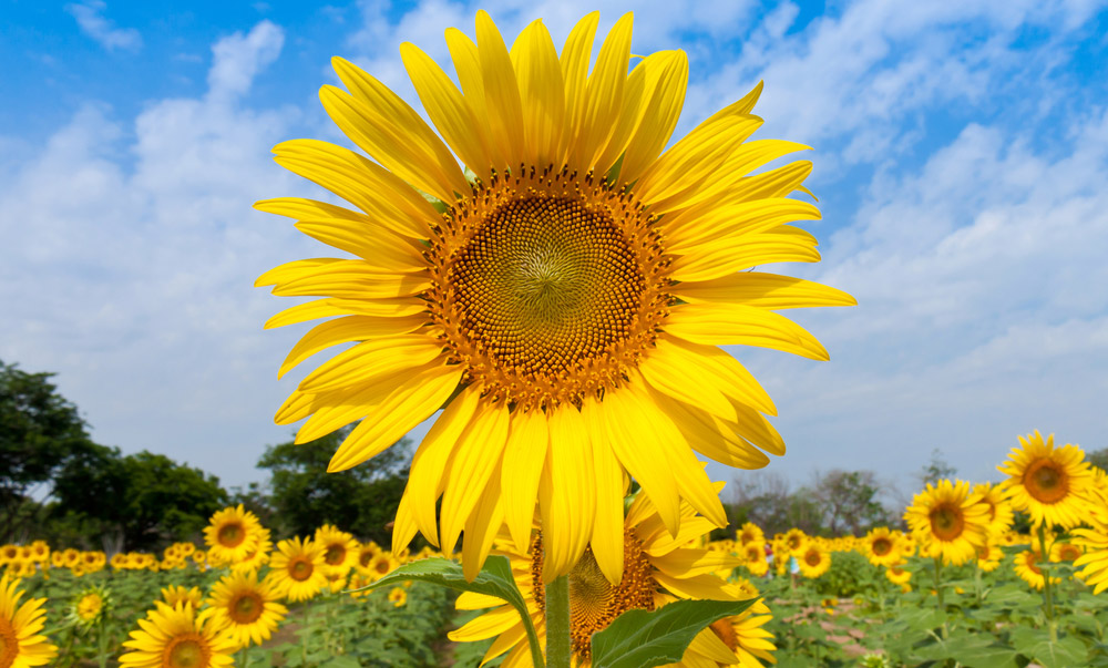 Glycéride de Tournesol