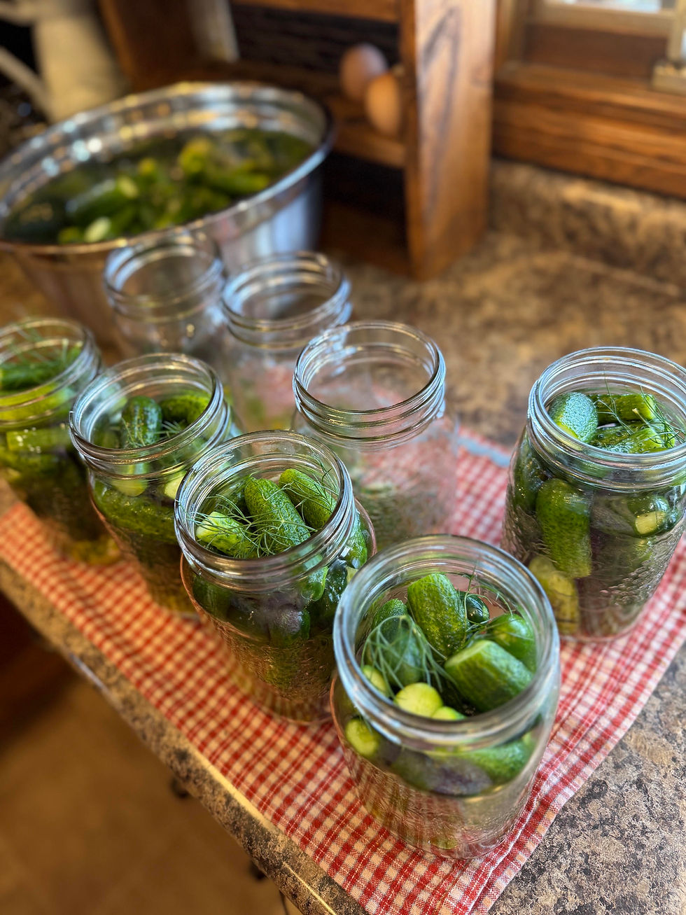 Glass jars filled with pickles and dill on a red-checkered cloth in a kitchen, with a bowl of cucumbers in the background.