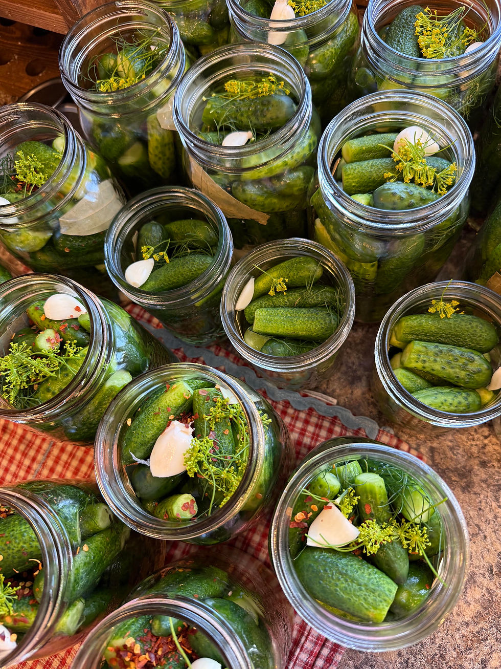 Top view of open jars packed with cucumbers, dill, garlic, and spices, ready for pickling on a red checkered cloth.