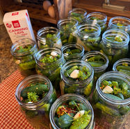 Homemade Canned Dill Pickles  