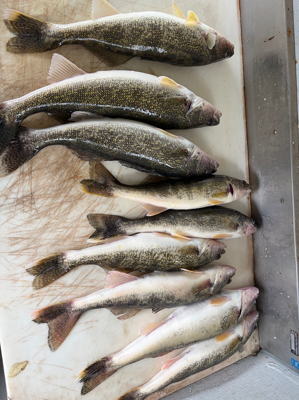 Eye-level view of a walleye caught on a bobber rig in 15 feet of water