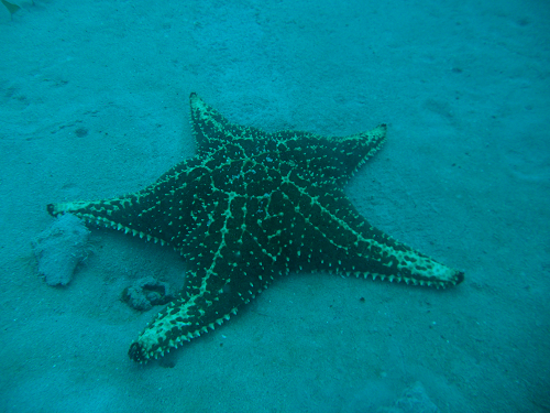 5 Datos: La Nueva Laguna Azul en el Sur de la Florida