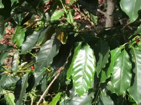 Quick Look at Jamaica Blue Mountain Coffee Nurturing Stage- This is Why it is the Burgundy of Coffee