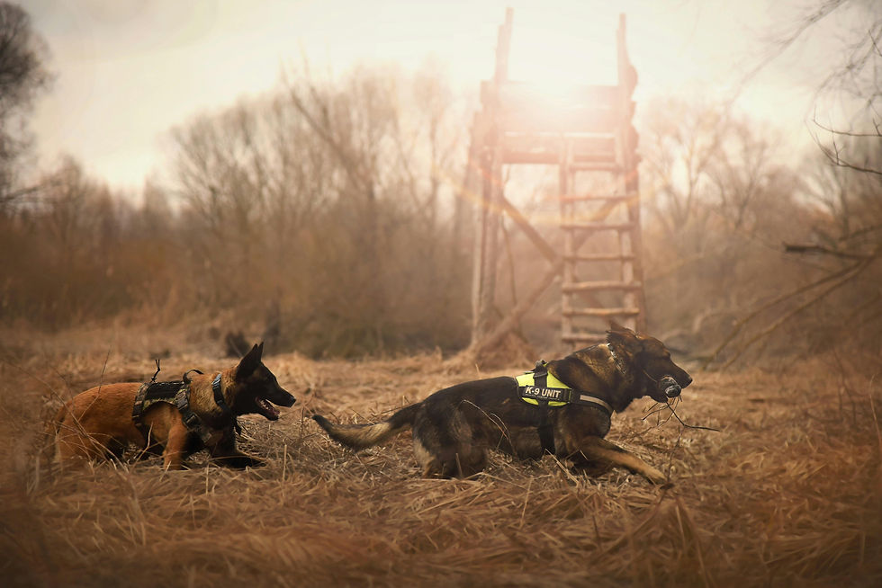 K9 Training