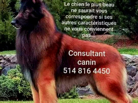 Le choix d’un chien qui vous ressemble