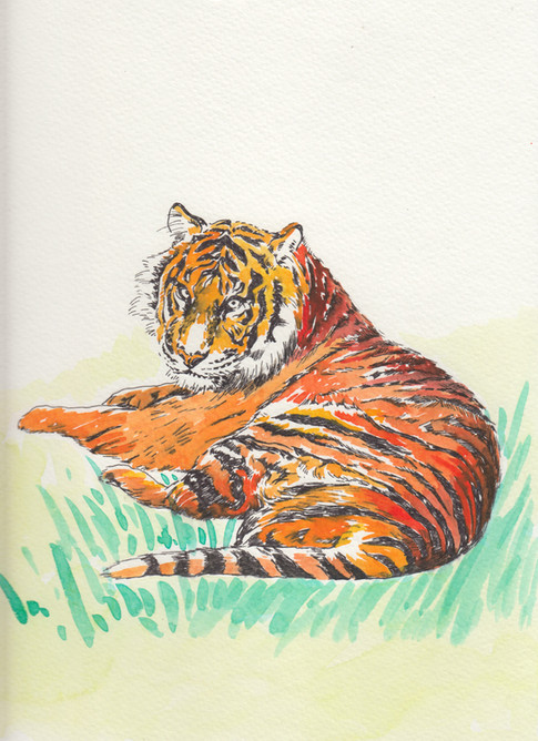 Tiger- $150