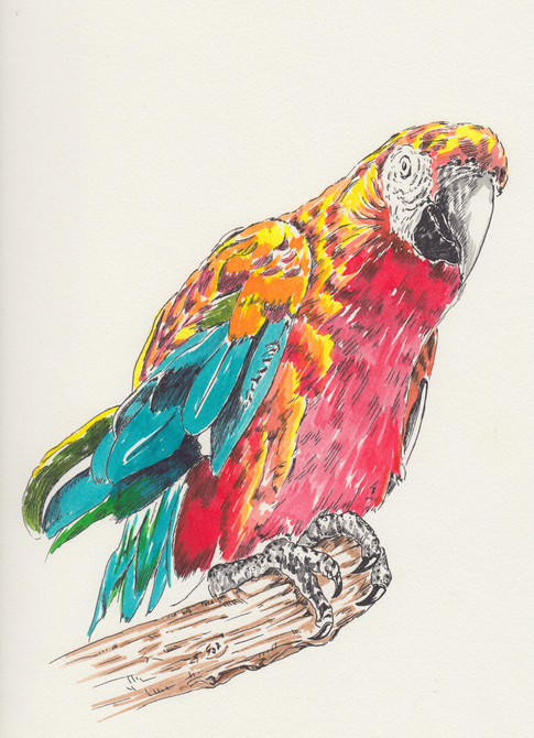Parrot $150