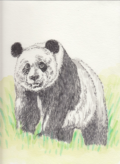 Panda-$150