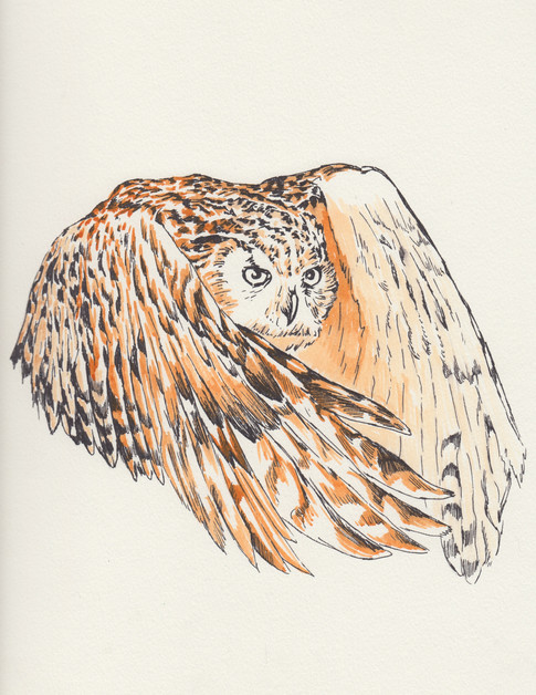 Owl-$150