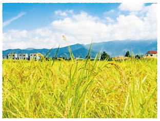 japanese rice.png