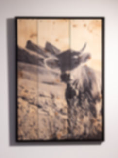 Mucca al Piz Uccello - on Wood