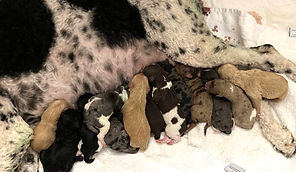 12-20-22 litter b_edited.jpg