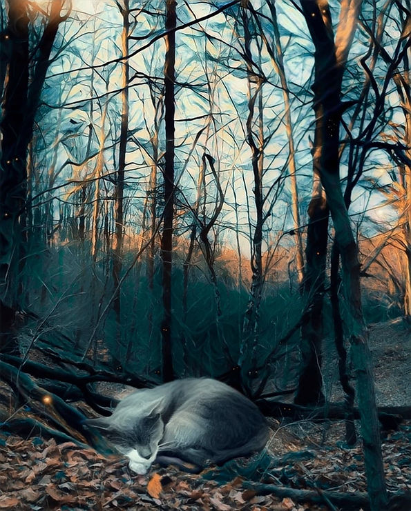 | Photoshop