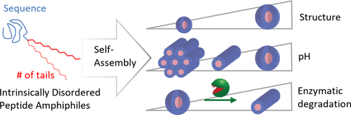 biomacromolecules 2022 IDP.webp