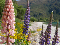 Lupins at Lake Wakatipu