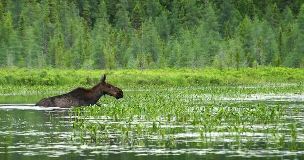 Conservation of Wetlands 