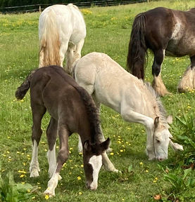 Meanwhile_at_Cillbarra foals.jpg