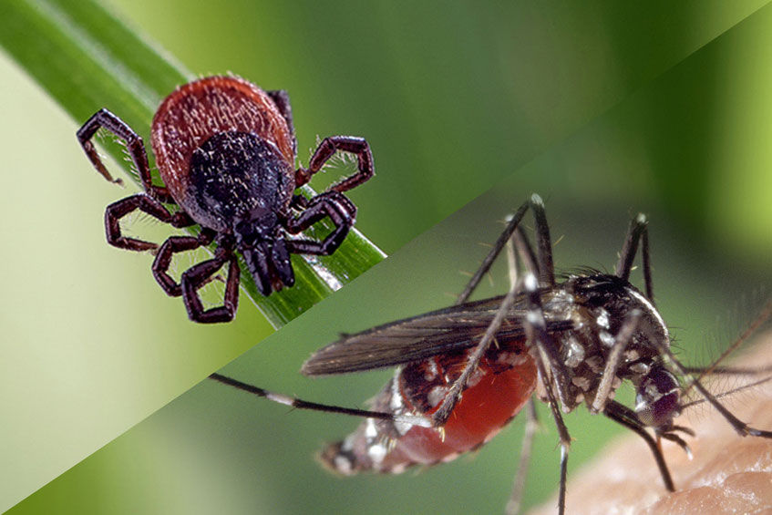tick-mosquito-insect-control-main.jpg