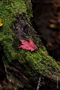 _MG_5716-Avec accentuation-Bruit.jpg