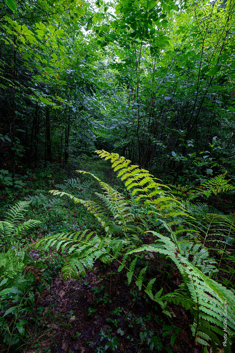 _MG_5474-Avec accentuation-Bruit.jpg