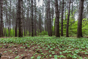 IMG_7053-Avec accentuation-Bruit.jpg