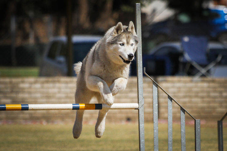 The Siberian Husky Club of Gauteng Siberian Huskies