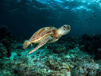Mořská želva plavající nad korálovým útesem na Filipínách.