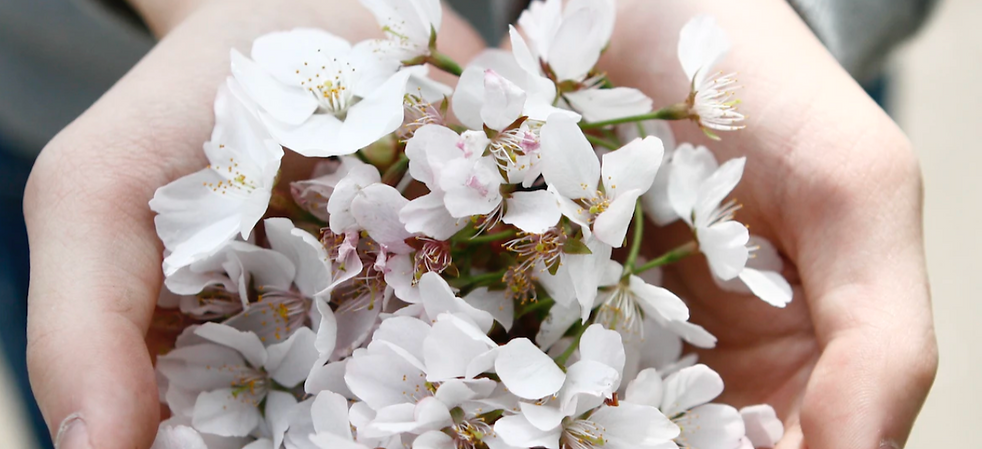 Flowers in open hands
