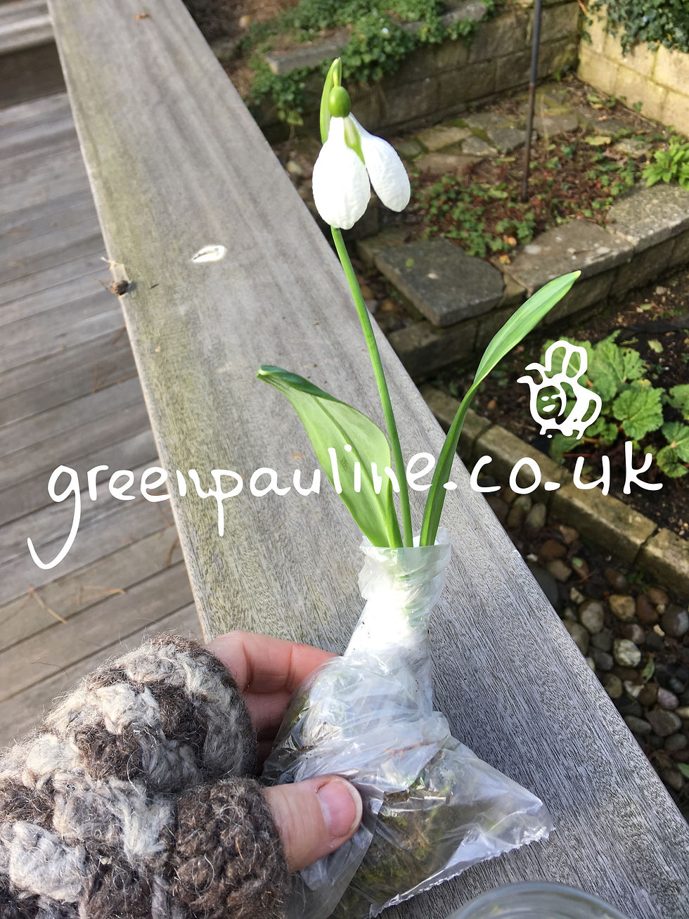 Wrapped in damp moss, bare root and in flower