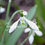 Thumbnail: Galanthus elwesii Daphnes Scissors